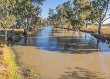 Arka planda mavi gökyüzü ve gölgeli sakız ağaçları arasında akan çamurlu taşra deresinin manzarası ve Queensland, Avustralya 'da bulunan Brigalow Deresi..