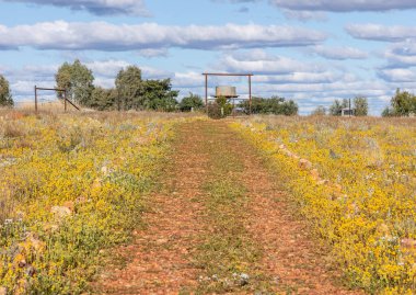 Kayalarla çevrili biçilmiş bir yürüyüş yolu, Avustralya, Queensland 'de Quilpie yakınlarında mavi ve bulutlu bir gökyüzünün altında, sarı kır çiçeklerinden oluşan bir halı boyunca uzanır..