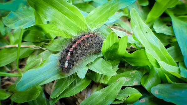 Yeşil Yapraklı Kırmızı Lekeli Kıllı Tırtıl