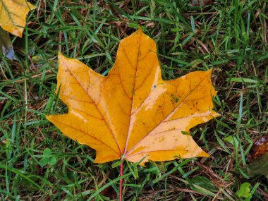 Bright yellow maple leaf lying on fresh green grass, captured in natural light during autumn.