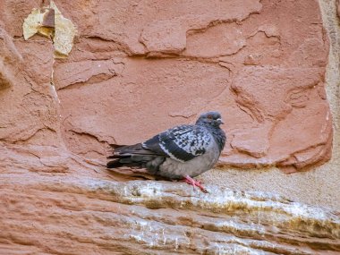 A pigeon rests on a weathered stone ledge against a textured wall, showcasing urban wildlife and natural tones in the city environment.