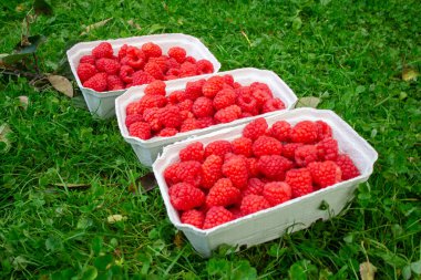 Olgun kırmızı ahudududularla dolu üç konteynır yeşil çimlerin üzerine yerleştirilmiş. Yaz hasadından taze organik meyveler açık havada yakalandı..