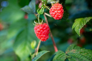 İki olgun kırmızı ahududu, yeşil yapraklı ve yumuşak arkaplanlı bir çalılıkta asılı. Doğal yaz meyvesi.