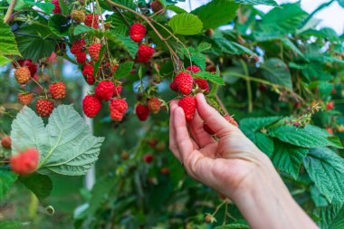 Yazın yemyeşil bir çalılıktan olgun kırmızı ahududu toplayan bir el. Meyve bahçesinde hasat mevsimi. 