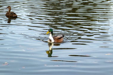 Erkek yaban ördeği sakin yansıtıcı suyun üzerinde süzülüyor, net bir ayna görüntüsü ve dalgalanmalarla birlikte. Arka planda yüzen bir dişi ördek görülüyor..