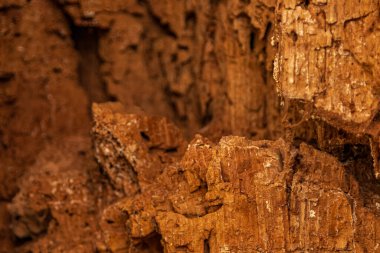 Kaba ağaç kabuğu dokusunun doğal çatlaklar ve desenlerle yakın çekimi. Ayrıntılı ahşap yüzey özgeçmiş, doğa temaları ve organik dokular için ideal.