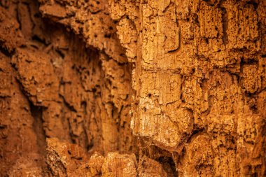 Ayrıntılı çatlak ağaç kabuklarının yakın plan çekimi. Sıcak kahverengi tonlarda. Doğal ahşap dokusu organik arka planlar, orman temaları ve tasarım elementleri için mükemmel..