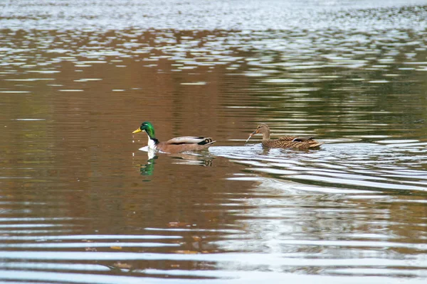 İki ördek, erkek ve dişi yaban ördekleri, altın sonbahar gölünde birlikte yüzerler. Arkalarındaki temiz yansımalar ve su izleri barışçıl ve doğal bir bileşim oluşturuyor..