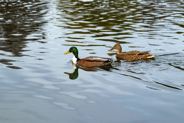 Dalgalanan bir gölette sakince yüzen iki ördek. Yeşil başlı bir erkek yaban ördeği ve dişi birbirlerini huzurlu sularda takip ederler..