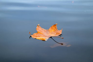 Sakin mavi suda yüzen altın akçaağaç yaprağı. Pürüzsüz yansımaları ve doğal durgunluğu olan minimalist sonbahar kompozisyonu.