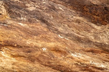 Ilık kahverengi, bej ve altın tonlarıyla doğal ahşap dokusu detaylandırılmış. Çatlak ve yaşlanmış yüzey arka planda, organik tasarımda ya da kırsal temalarda kullanmak için mükemmel.