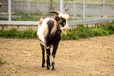 Uzun sakallı ve eğri boynuzlu tüylü bir keçi çiftlikteki metal bir çitin yanında toprak bir zeminde duruyordu. Doğal güpegündüz kırsal çiftlik hayvanı.