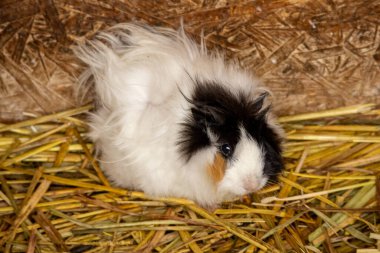 Uzun saçlı kobay, ahşap bir muhafaza içinde saman döşeğinde oturuyor. Siyah, beyaz ve kahverengi kürklü sevimli tüylü bir hayvan. Çiftlik hayvanlarının yakın plan fotoğrafları..