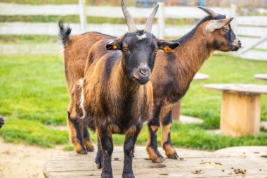 Kırsal bir çiftlikteki ahşap bir platformda, arka planda yeşil çimenler ve beyaz ahşap bir çitle duran iki kahverengi keçi. Meraklı ve dost canlısı çiftlik hayvanları. 