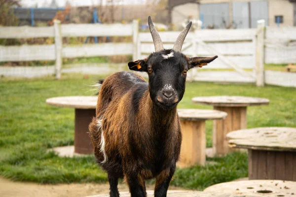 Boynuzlu siyah ve kahverengi keçi ahşap bankların ve beyaz çitlerin yanında bir çiftlik yolunda duruyordu. Kameraya bakan meraklı evcil hayvan..