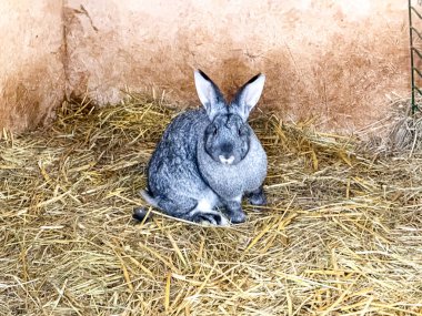 Büyük gri bir tavşan samanla kaplı bir zeminde oturuyor, bir kalem içinde, rahat bir çiftlik ortamında kameraya bakıyor..