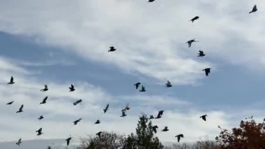 Hareketli ve bulutlu huzurlu doğa sahnesi. 4K 'de vurulmuş. Bir sonbahar günü Park 'ta ağaçların üzerinde uçan kuş sürüsü. 