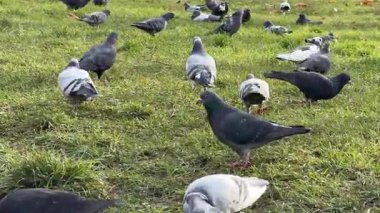 Park 'taki yeşil çimlerde yiyecek arayan güvercin sürüsü. Arka planda bir puset duruyor ve huzurlu bir kentsel doğa havası ekliyor. Sonbaharda çekilmiş..