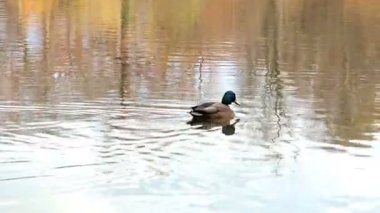 Park 'ta sakin bir gölde yüzen tek bir ördeğin 4K videosu. Sonbahar ağaçlarının altın yansımaları huzurlu bir doğal manzara yaratır.. 