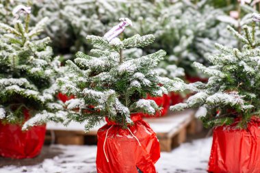 Kırmızı bir çantaya sarılı küçük bir Noel ağacı, açık havada bir tatil pazarında sergileniyor..