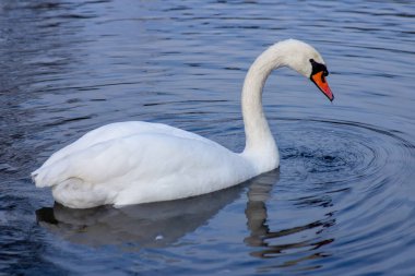 Beyaz kuğu mavi suda huzur içinde yüzüyor. Doğal güzelliği ve zarafeti gösteren vahşi yaşam görüntüsünü kapat.