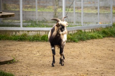 Keçi, toprak zeminde duruyor. Bir çiftlikte, açık hava muhafazasının içinde..