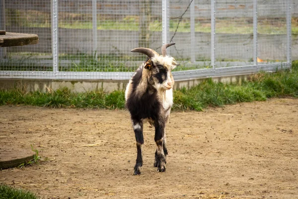 Keçi, toprak zeminde duruyor. Bir çiftlikte, açık hava muhafazasının içinde..