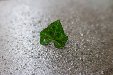 Sert kumlu yüzeyde tek yeşil sarmaşık yaprağı ekoloji doğası ve tasarım temaları için uygun minimum doğal bileşim oluşturur.