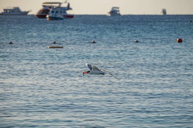 Martı gagasında balıkla denizin üzerinde alçaktan uçuyor. Hayatta kalma kavramı, odaklanma, başarı, içgüdü, özgürlük ve doğada kararlılık.