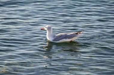 Sakin su yüzeyinde süzülen yalnız martı, hafif dalgalanmalar. Yalnızlık, huzur dolu yalnızlık, duygusal denge ve sessiz iç durgunluk kavramı..
