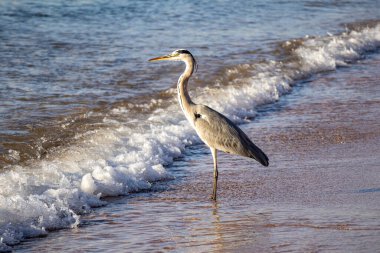 Gri balıkçıl kıyıda duruyor, küçük dalgalar geliyor. Kıyı sularında sallanan kuş, doğal vahşi yaşam sahnesi, sakin deniz kıyısı atmosferi, kopyalama alanı.