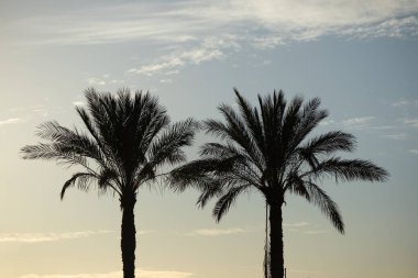 Beyaz arkaplanda izole edilmiş mavi kablosuz kulaklık..