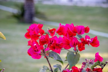 Açık pembe bougainvillea çiçekleri yumuşak bulanık yeşil arka planda çiçek açar. Sığ alan derinliğine sahip tropik çiçekli yakın plan. Yaz doğası, egzotik bahçe ve canlı renk konsepti.