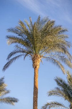 Güneşli tropikal iklimde açık mavi gökyüzüne karşı uzun palmiye ağacı. Kopyalama alanı olan dikey minimalist doğa arka planı. Yaz, seyahat, tatil ve tropikal yaşam tarzı konsepti.