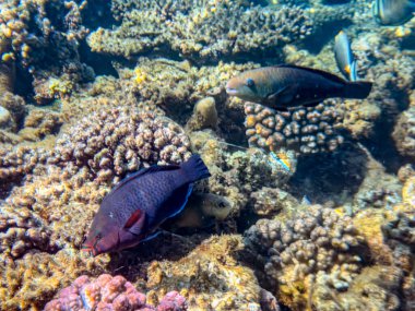 Açık mavi suda mercan resifleri arasında yüzen tropikal resif balıkları. Renkli balıkların, mercanların ve güneş ışığının olduğu sualtı deniz yaşamı sahnesi. Şnorkelleme ve dalış konsepti.