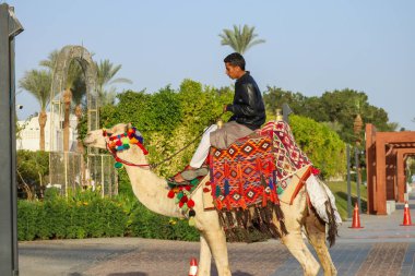 Sharm El Sheikh, Mısır. 13 Ocak 2026. Sharm El Sheikh 'in bir turistik bölgesinde palmiye ağaçlarıyla çevrili yaya yolu boyunca süslü bir deveye binen yerel bir adam..