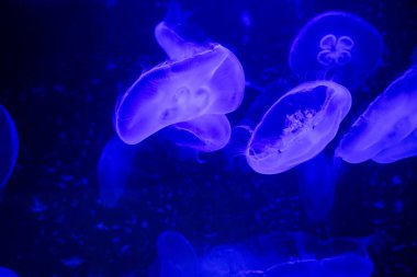 Birkaç yarı saydam denizanası bir akvaryumun içinde aydınlık mavi sularda yüzüyor ve parlayan bir sualtı sahnesi yaratıyor..