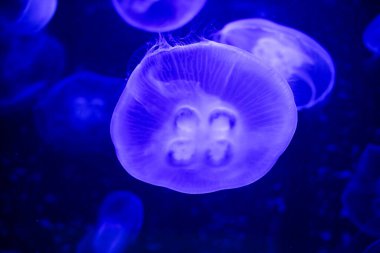 Yumuşak ışık ve bulanık deniz altyapısı ile derin mavi sularda yüzen yarı saydam bir denizanasının yakın çekimi.