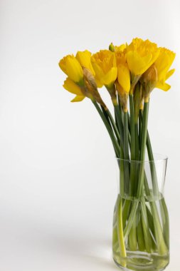 Beyaz arka planda izole edilmiş cam bir vazoda taze sarı nergisler. Kopya alanı ve yumuşak doğal gölgesi olan minimum bahar çiçeği kompozisyonu.