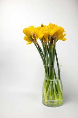 Beyaz arka planda izole edilmiş cam bir vazoda taze sarı nergis buketi. Kopya alanı ve yumuşak doğal gölgesi olan minimum bahar çiçekleri..