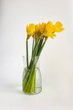 Beyaz arka planda izole edilmiş cam vazoda sarı nergis buketi. Kopya alanı ile en az ilkbahar çiçek kompozisyonu.