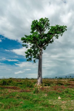 Çeiba ağacı, yemyeşil yeşilliklerle bembeyaz bulutlar ve Karayip güzelliğini temsil eden dinamik bir gökyüzünün altında dimdik ayakta duruyor.
