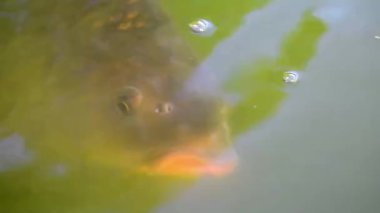 Gölde yüzen bir balığın bulanık görüntüsü..