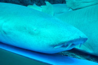 Akvaryumdaki köpekbalığının benzersiz özelliklerini ve dokularını gösteren yakın plan görüntüsü.