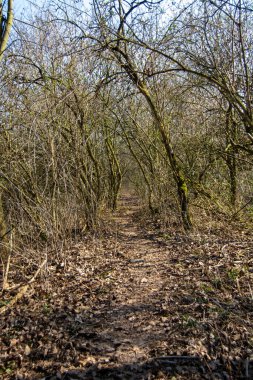 Yoğun bir ormanın içinden geçen dar bir patika. Yerde ağaçlar ve kuru yapraklar var.