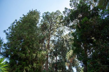 Açık mavi gökyüzüne uzanan uzun ağaçlar, yemyeşil yapraklar, dalların arasından süzülen güneş ışığı, sakin doğa manzarası.