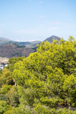 Bereketli yeşil ağaçların manzarası. Arkasında dağlar, berrak mavi gökyüzünün altında..