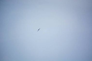 Açık mavi gökyüzünde süzülen yalnız bir kuş