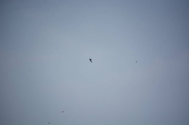 Açık mavi gökyüzünde süzülen yalnız bir kuş