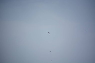 Açık mavi gökyüzünde süzülen yalnız bir kuş